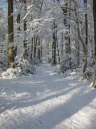 La forêt de Tronçais sous la neige