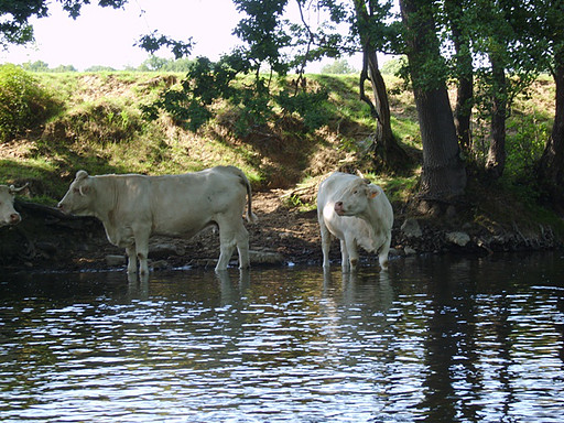 Vaches charolaises en pause rafraîchissante