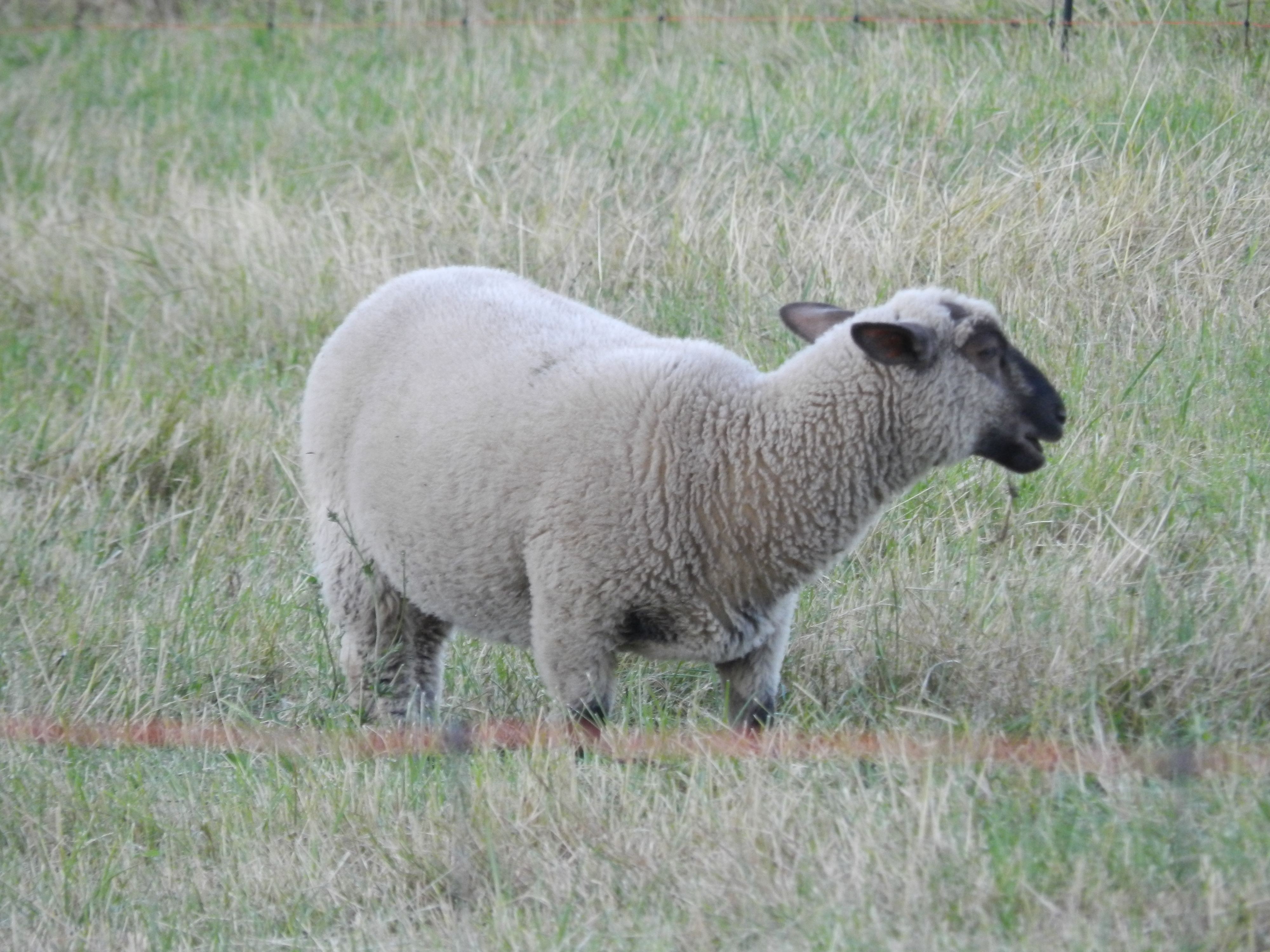 mouton bêle