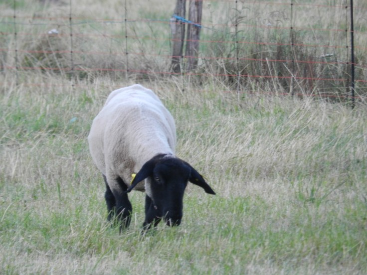 Chaussette, la brebis Suffolk de La p'Thite Marmande