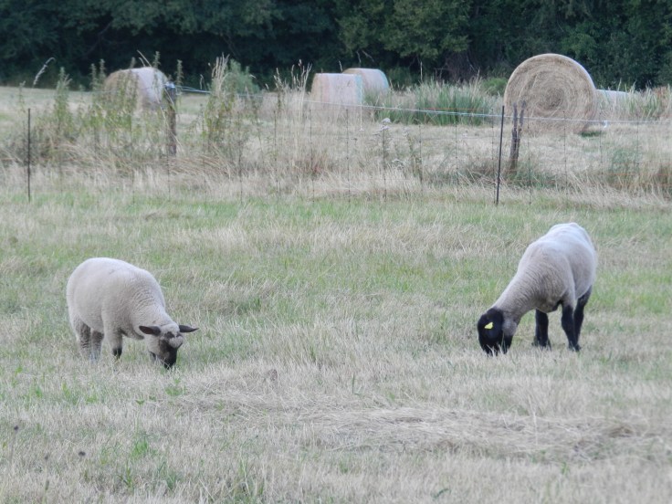Deux moutons (brebis) à tête noire