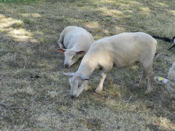 Les 2 petites brebis nées en mars 2020 pendant le confinement.
