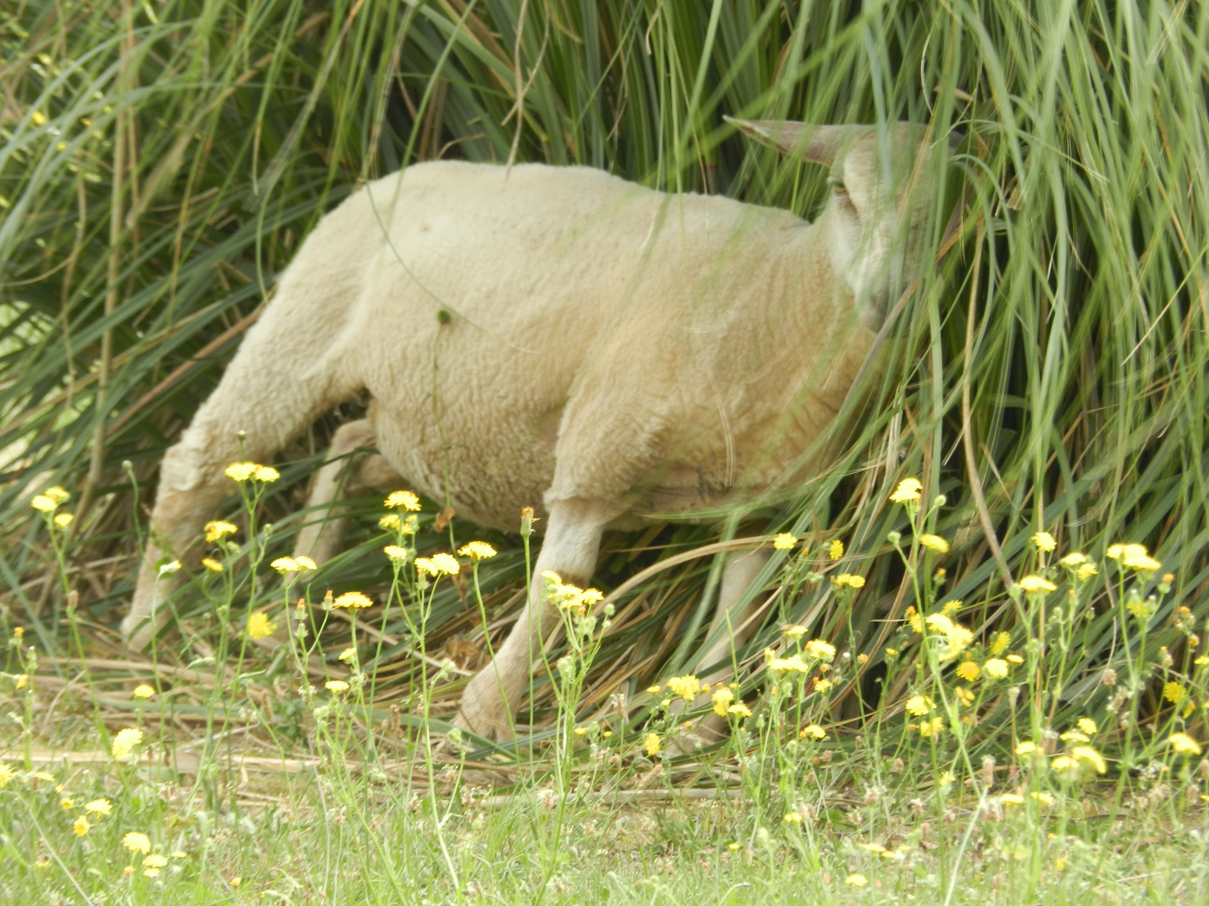 Les moutons apprécient de se gratter sur les herbes de la pampa