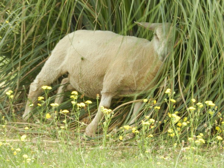 Les moutons apprécient de se gratter sur les herbes de la pampa