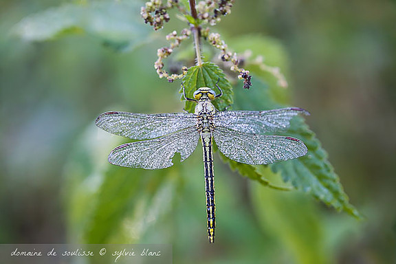 Libellule