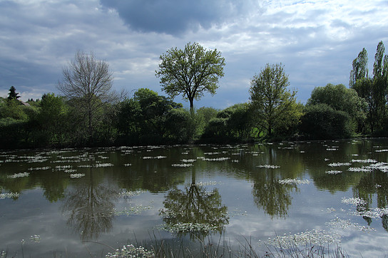 Reflet des arbres sur les eaux calmes de l'étang
