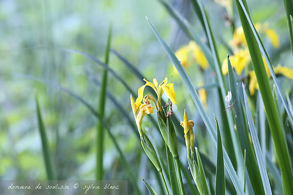 Iris des marais sur les berges de l'étang