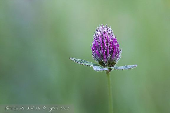 fleur de trèfle et rosée du matin