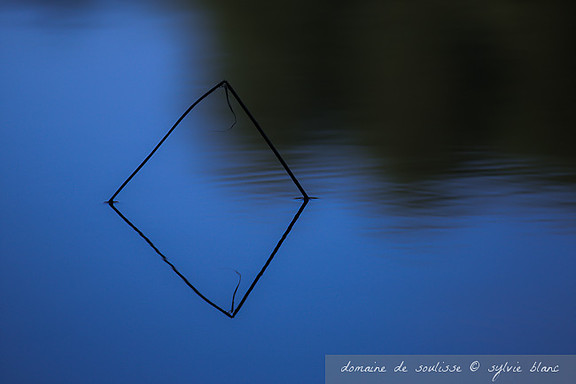 Reflet d'une herbe sur l'étang de Soulisse