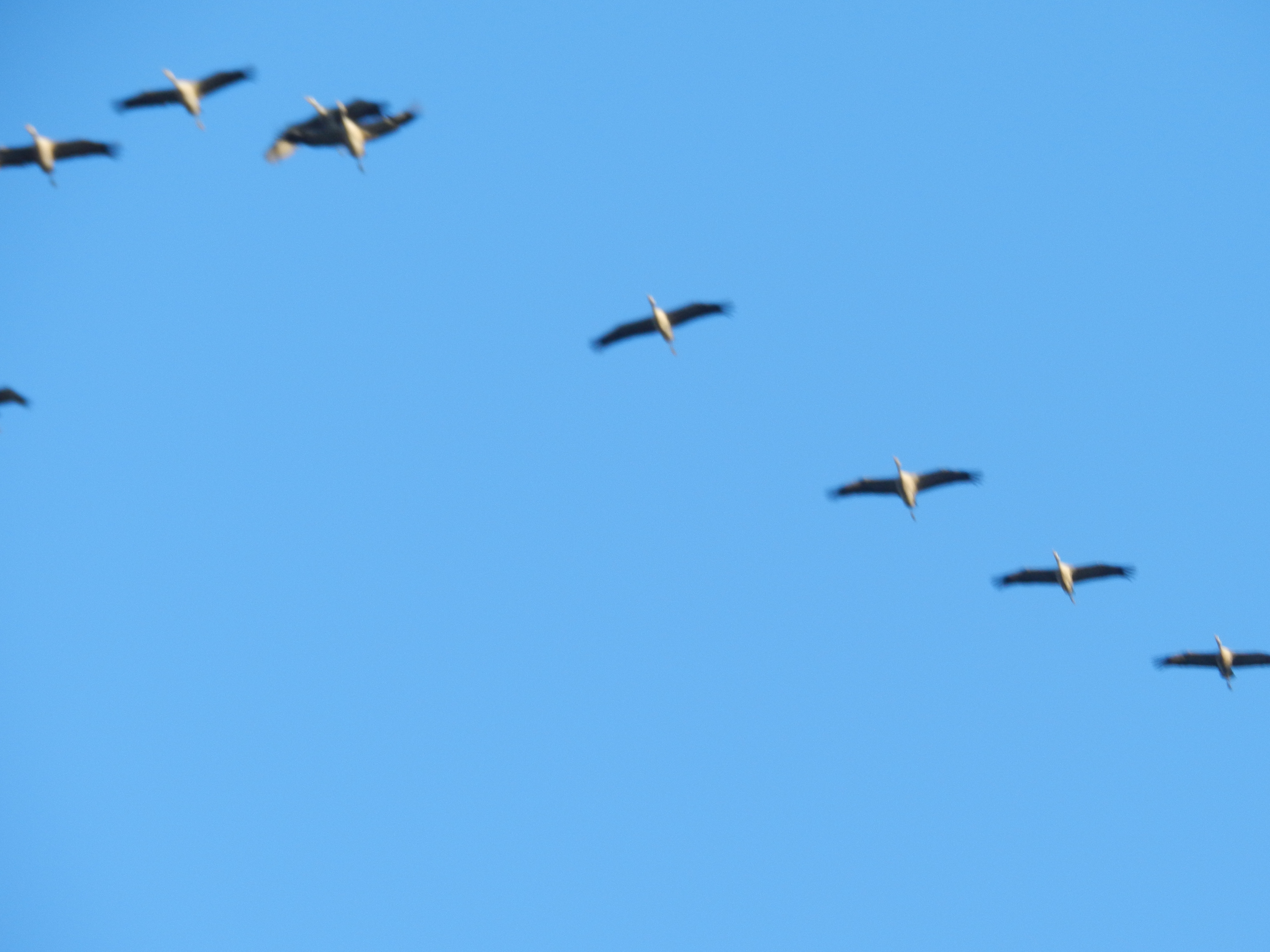 Grues en migration