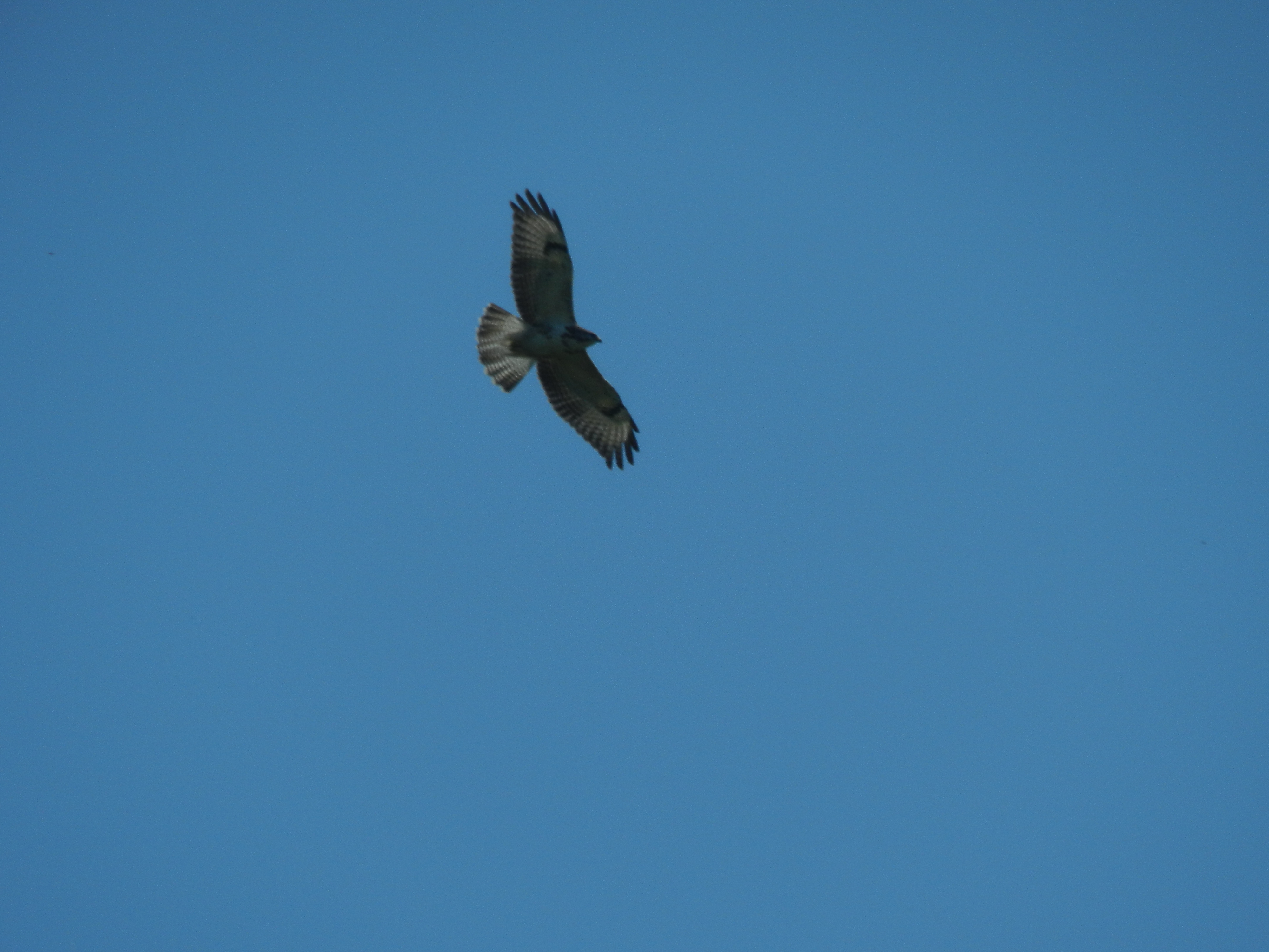 Cyrcahète Jean Leblanc