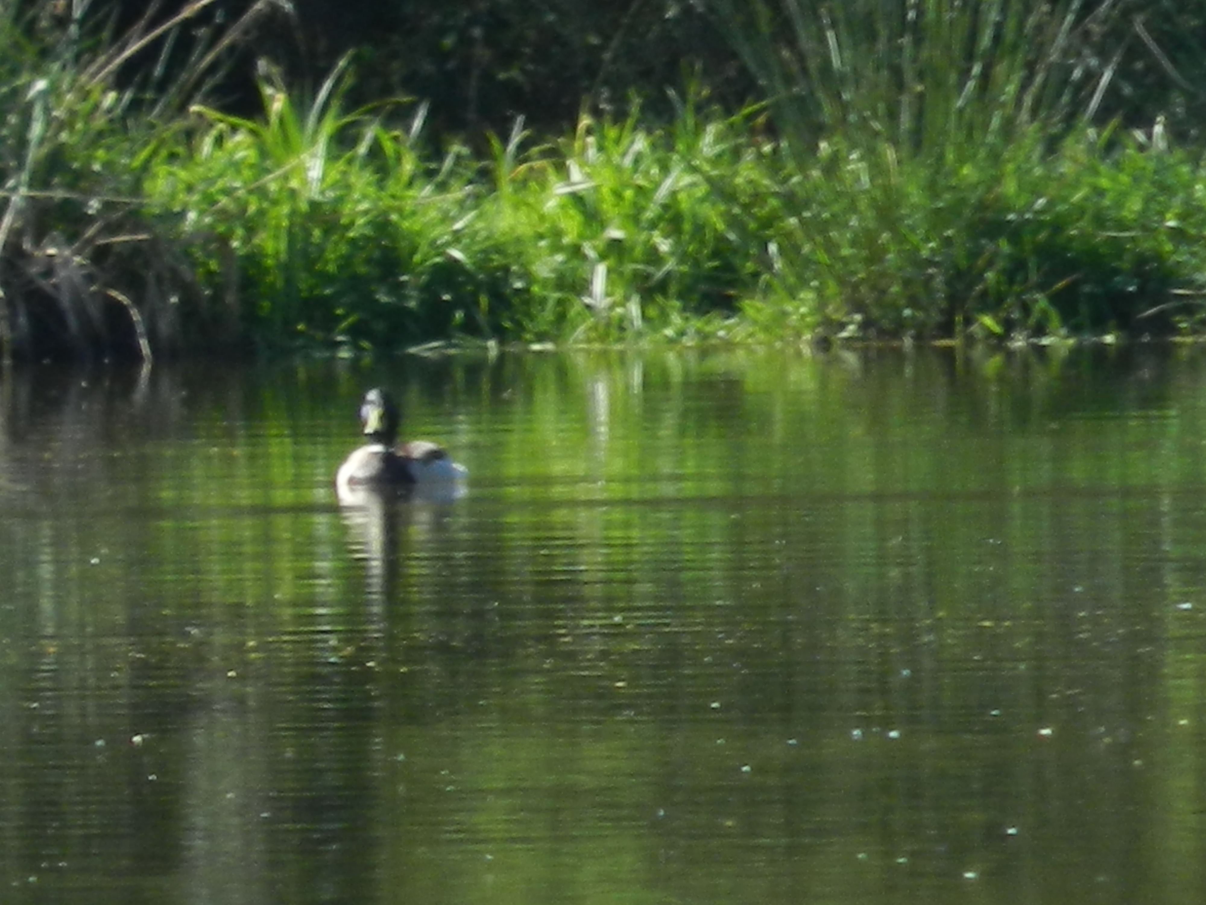 Canard colvert sur l'étang de Soulisse à la p'Thite Marmande