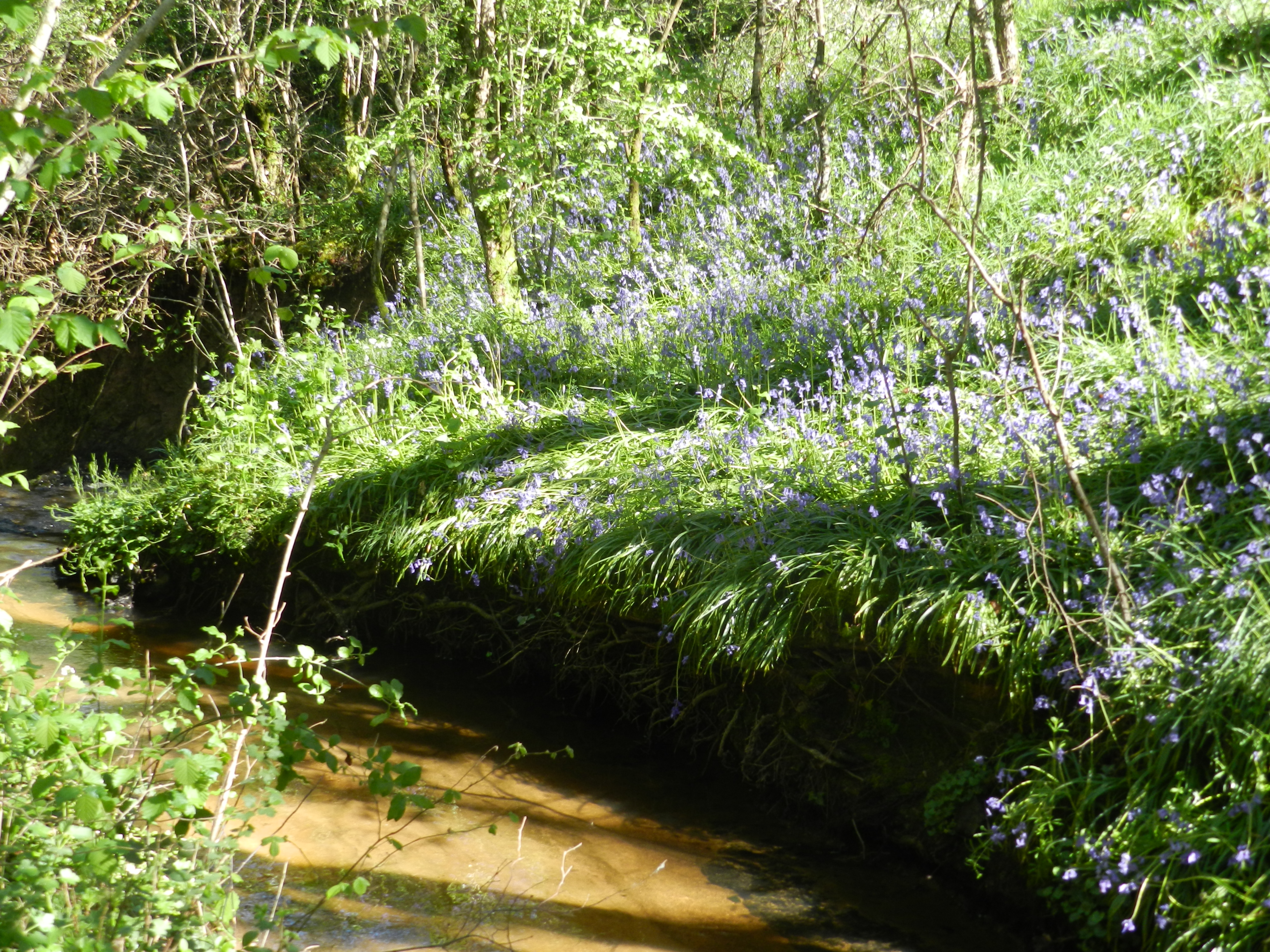 Asperges sauvages en sous-bois au bord du ruisseau du Thiolais