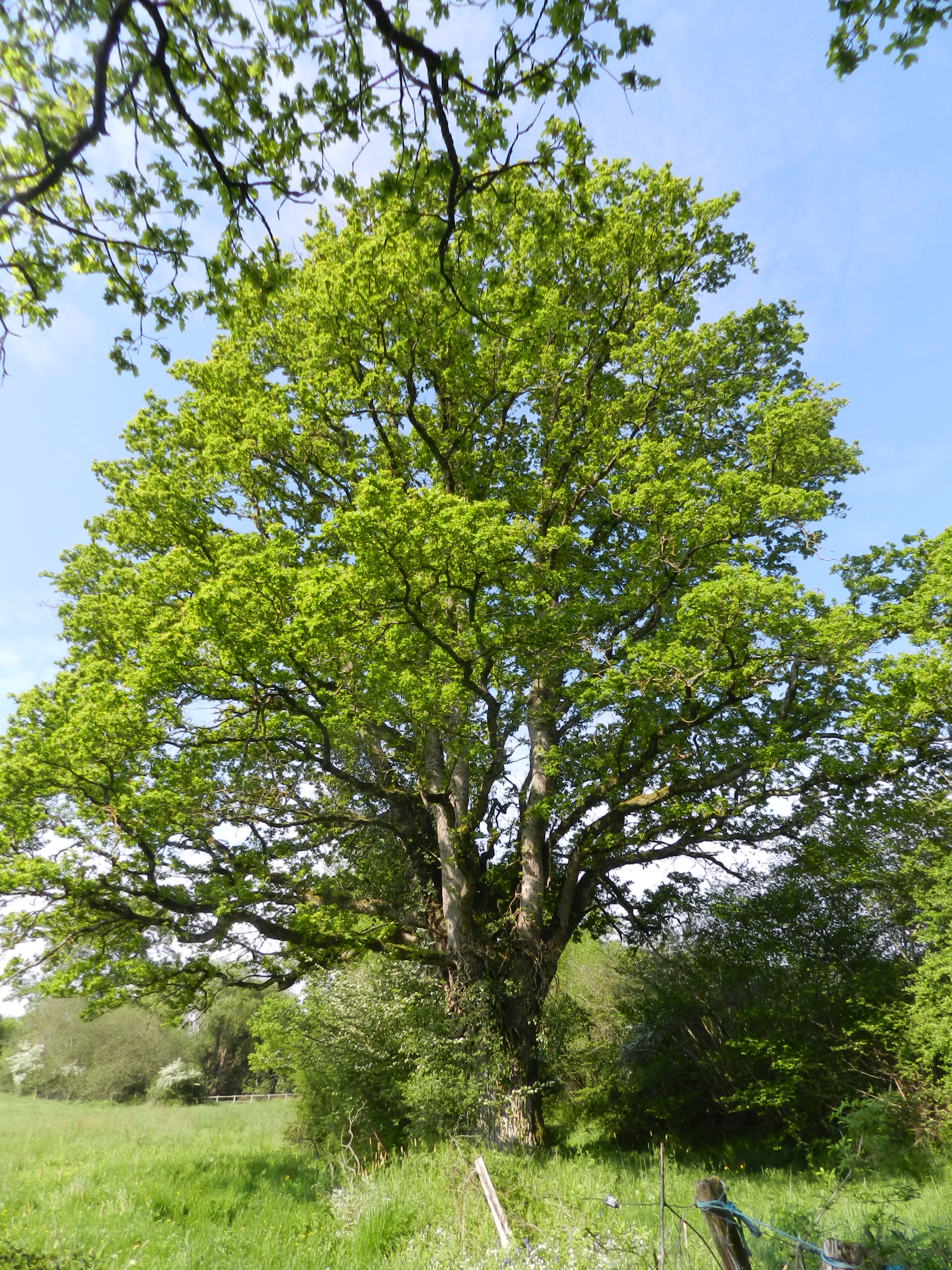 L'un des grands chênes de La p'Thite Marmande