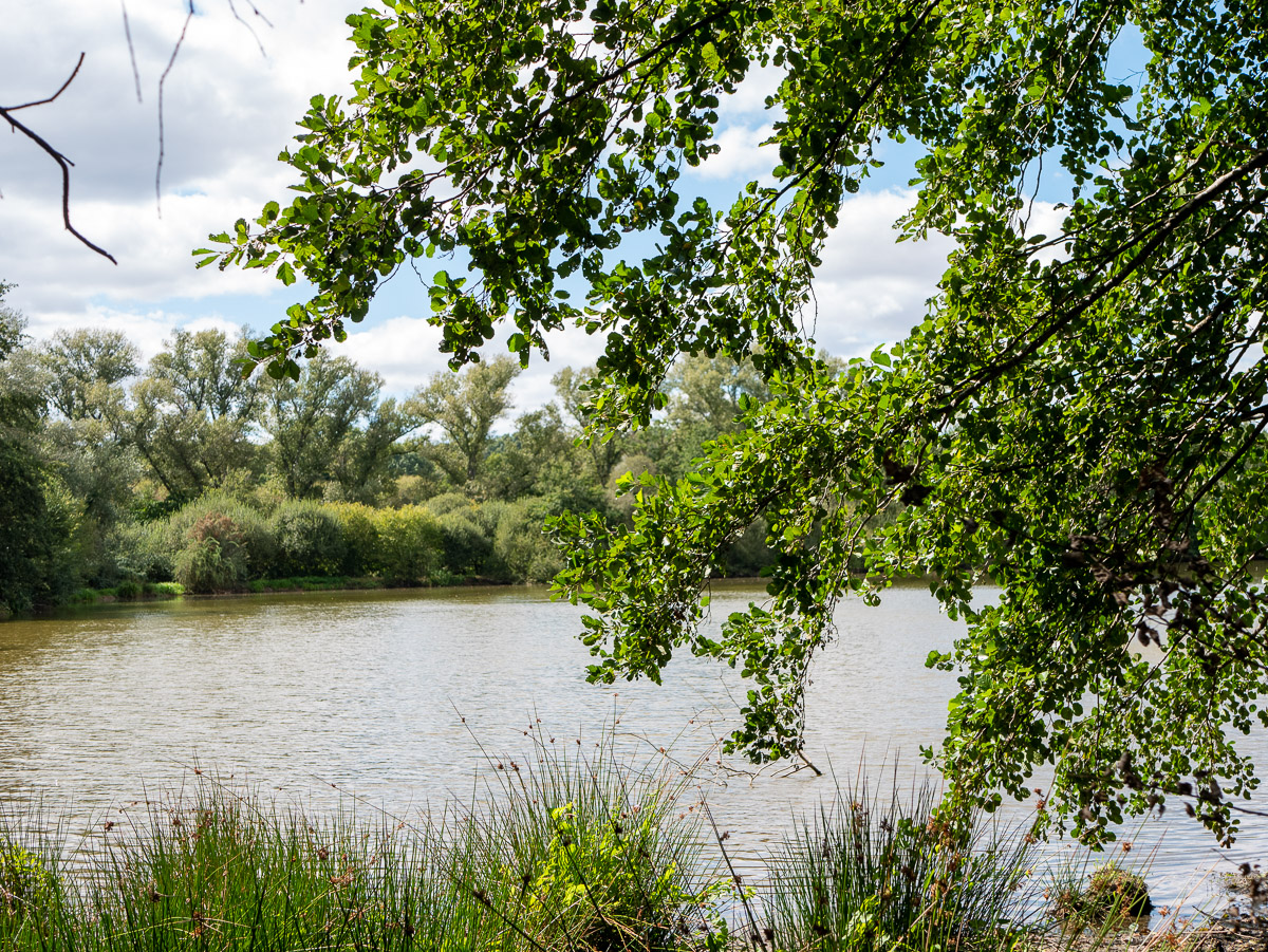 Des joncs sur l'étang