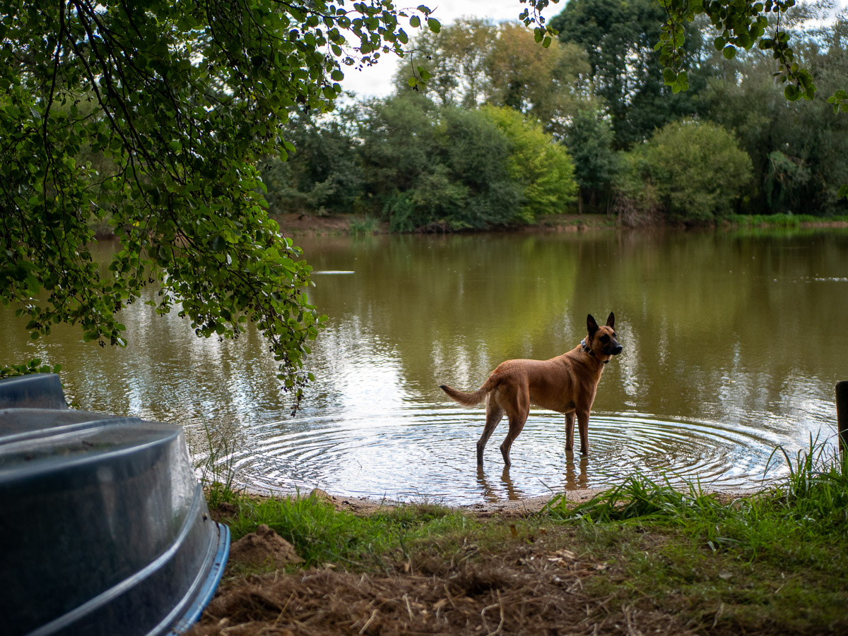 Le chien, les pattes dans l'eau, forme des cercles