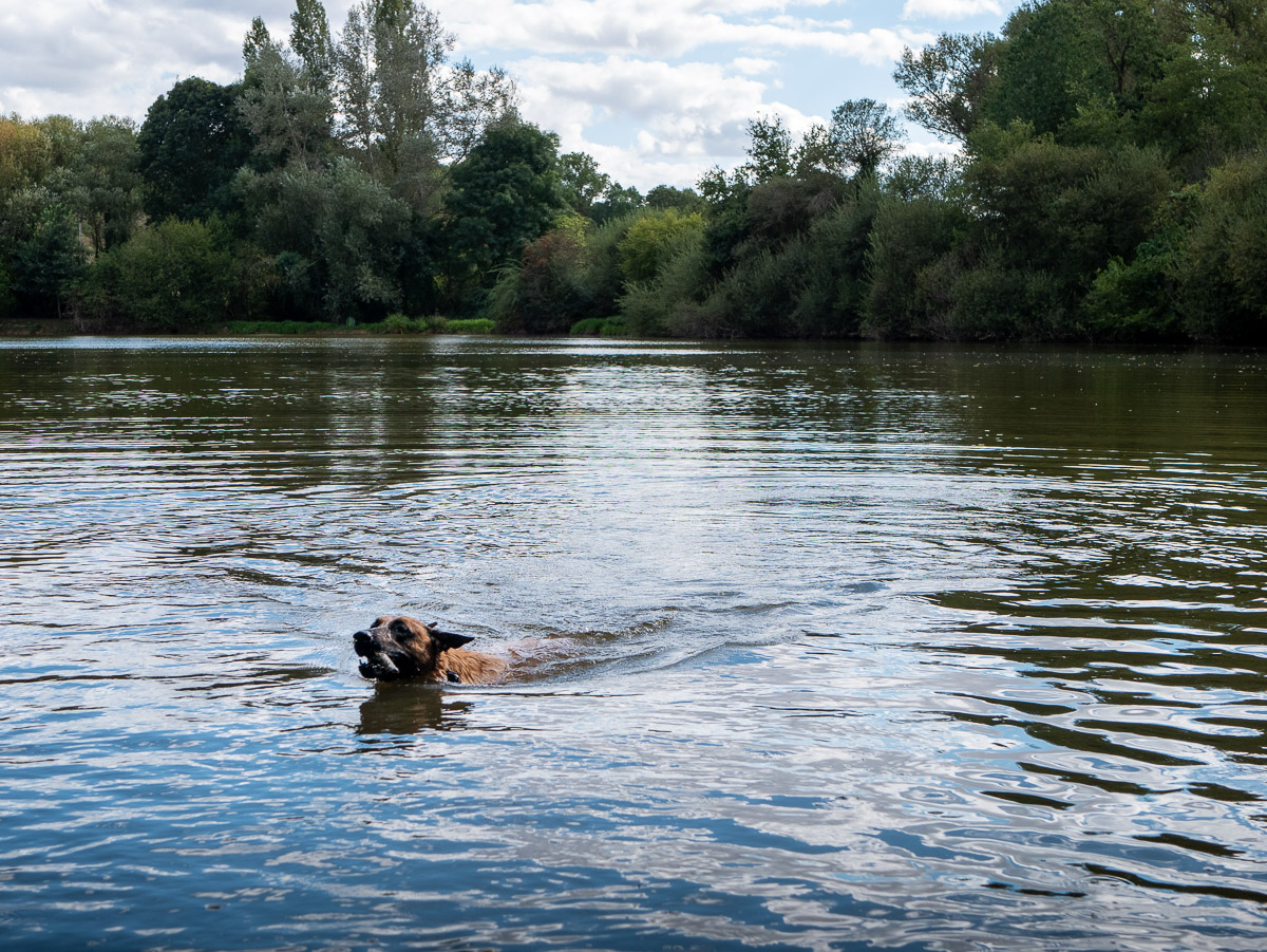 Le chien ramène un bâton à la nage