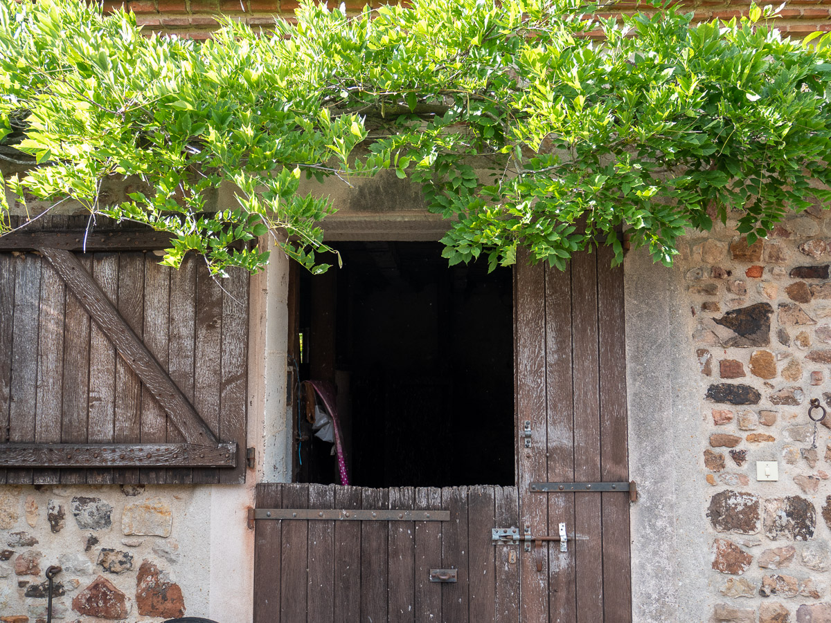 Boxes à chevaux surmontés d'une glycine