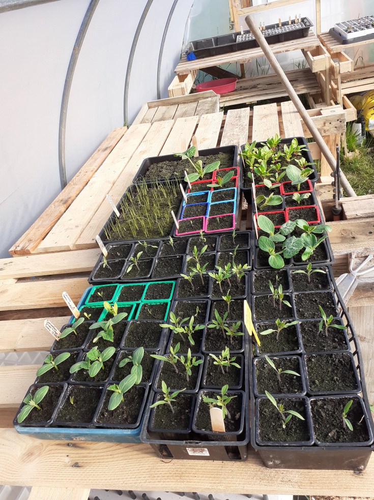 Tomates, courges, Concombres, Poireaux, blettes, aubergines, poivrons, salades,...